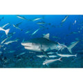 Fiji Dive Trip: Beqa Lagoon & Tiger Sharks