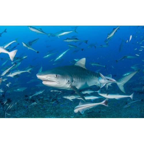 Fiji Dive Trip: Beqa Lagoon & Tiger Sharks
