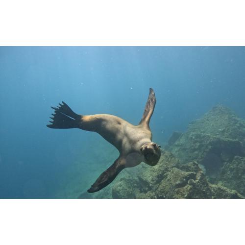 San Carlos Dive Trip: Sea Lions, Wrecks & the Sea of Cortez