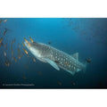 Galapagos Liveaboard Dive Trip: Wolf & Darwin