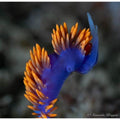 Southern California Dive Trip: Kelp, Wrecks & Catalina