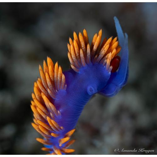 Southern California Dive Trip: Kelp, Wrecks & Catalina
