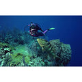 St. Vincent Dive Trip: Walls, Wrecks & Critters