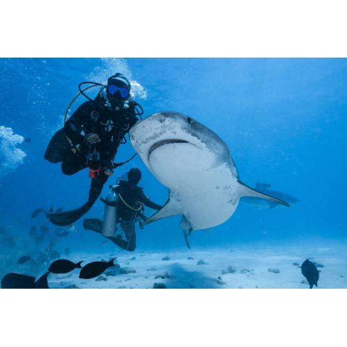 Maldives Liveaboard & Tiger Shark Combo