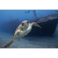 St. Eustatius (Statia) Group Dive Trip